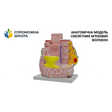 Анатомічна модель скелетних м’язових волокон