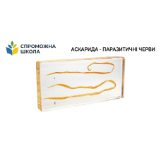 Аскарида - паразитичні черви