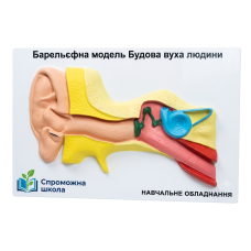 Будова вуха людини 60х40 см