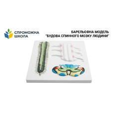Барельєфна модель "Будова спинного мозку людини" 40х40 см