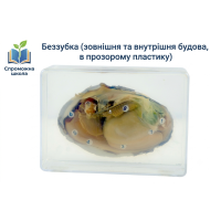 Беззубка (зовнішня та внутрішня будова, в прозорому пластику)