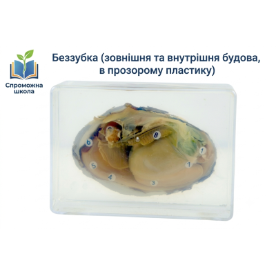 Беззубка: зовнішня та внутрішня будова в прозорому пластику для навчання