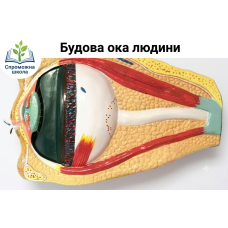 Будова ока людини 40x40 см