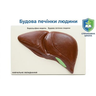 Будова печінки людини – навчальний ресурс для освітніх закладів