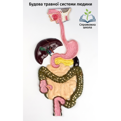 Будова травної системи людини для закладів загальної середньої освіти