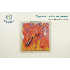 Будова шкіри людини 40x40 см