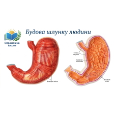 Будова шлунку людини 40x40 см