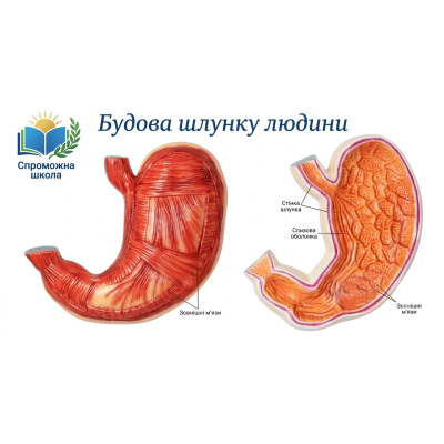 Будова шлунку людини - навчальний стенд для освітніх закладів