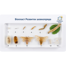 Біопласт Розвиток шовкопряда