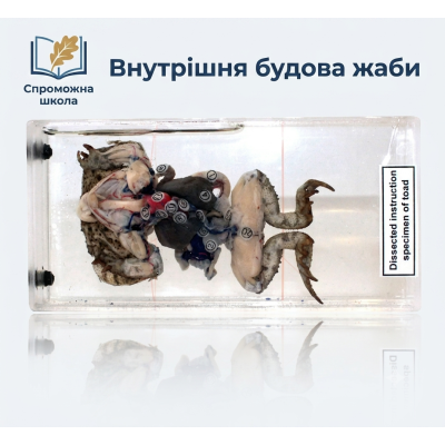 Внутрішня будова жаби в прозорому пластику для навчання в школах