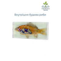Внутрішня будова риби (в прозорому пластику)