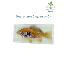 Внутрішня будова риби (в прозорому пластику)