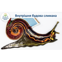 Барельєфна модель Внутрішня будова слимака 40х40 см