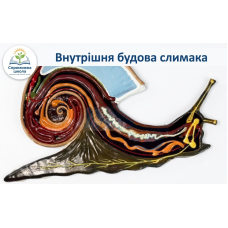 Барельєфна модель Внутрішня будова слимака 40х40 см